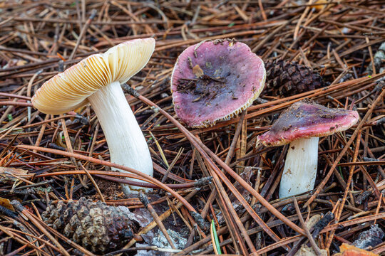 Russula turci. Pirate brittlegill mushrooms among the needles and cones of Scots pine.