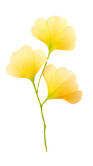 Ginkgo flower isolated on transparent background