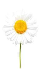 Daisy isolated on transparent background