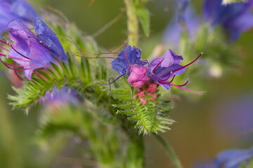 Close up of amazing colorful wildflowers on summer meadow, Danubian forest, Slovakia