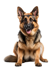 German shepherd dog with brown and black fur sitting isolated on white background