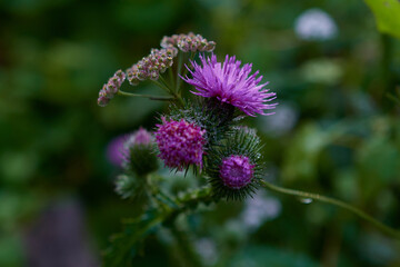 Close up of amazing colorful wildflowers on summer meadow, Danubian forest, Slovakia