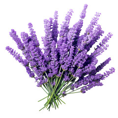 Obraz premium Lavender isolated on transparent background
