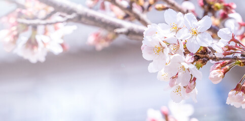 Beautiful yoshino cherry blossoms sakura (Prunus × yedoensis) tree bloom in spring in the castle...
