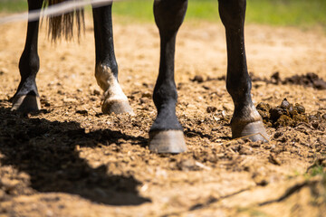 A picture of a black horse's hoofs while it stands in manure