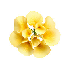 Ginkgo flower isolated on transparent background