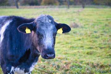 young dark cattle on the pasture, close-up
