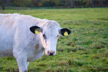 close up view of a young cow in a pasture