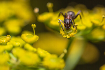 macro of an ant on a yellow flower