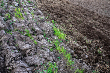 Vegetable garden with ploughed land and gazed land