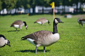 Obraz premium Flock of geese on the Rhine in Cologne, close-up