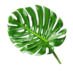 Gordijnen Tropical Jungle Leaf, Monstera, resting on flat surface, isolated on white background, also called Swiss Cheese plant © Craita