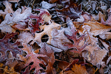 Frosty Fall Leaves.