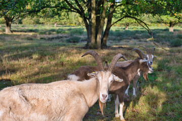 Naklejka na ściany i meble Herd of goats in an autumn landscape,