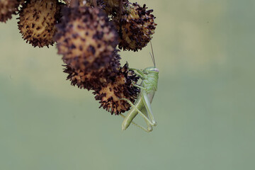 A young green grasshopper is looking for food on the branches of a rambutan tree full of fruit.