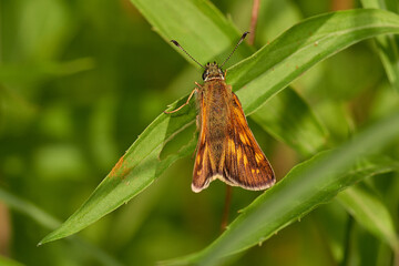 Large skipper,, Ochlodes sylvanus,, on wildflower in summer day, Danubian forest, Slovakia