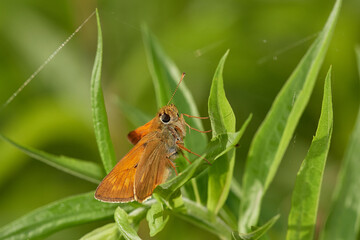 Large skipper,, Ochlodes sylvanus,, on wildflower in summer day, Danubian forest, Slovakia