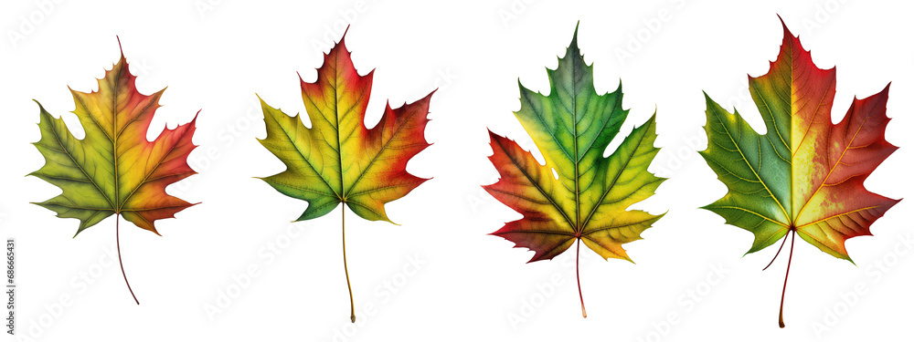Poster a tri-color autumn maple leaf, transitioning from green to yellow to red, isolated on a transparent 