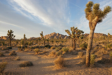 Golden Hour in Joshua Tree National Park