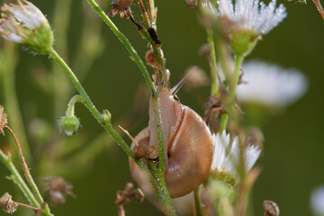 Close up of small white snail in summer meadow, Danubian forest, Slovakia