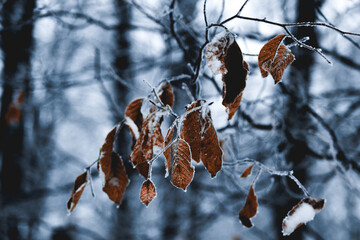 Frozen forest, beautiful winter, crystal snow on the trees