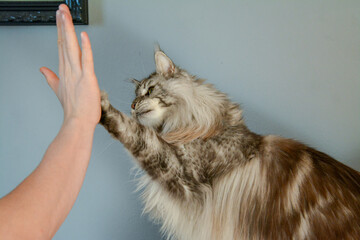 Maine Coon cat gives paw on command