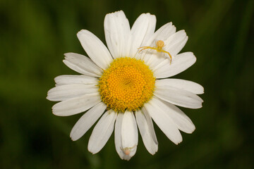 Obraz premium Two crab spiders waiting for prey on a daisy