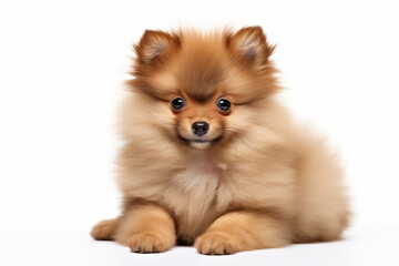 Obraz premium Full size portrait of Pomeranian puppy Isolated on white background