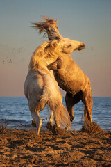 wild horses fighting at sunset on the seaside beach, 