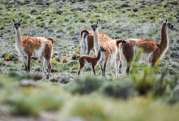 Avisaje de fauna y paisajes de la Patagonia Argentina