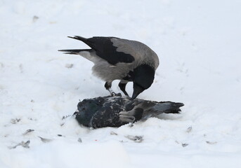 A crow in the snow pecks at a dead pigeon