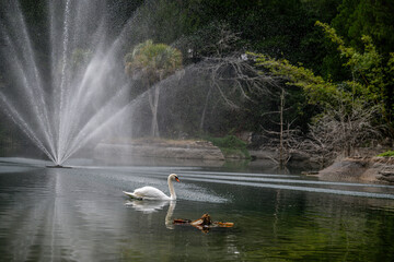 swan lake