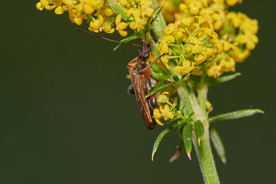 Red brown longhorn beetle,, Stictoleptura rubra,,  on wildflower in summer morning, Danubian forest, Slovakia