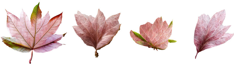 A collection of delicate pink tree leaves, arranged in a pleasing pattern, presented against a clear, invisible backdrop.