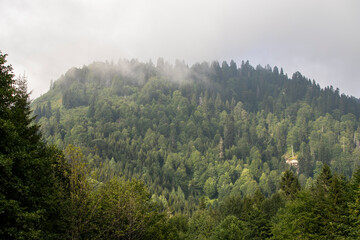 Misty forest. Healthy green trees spruce, fir and pine in the wilderness of the national park. Sustainable industry, ecosystem and healthy environment concepts and background