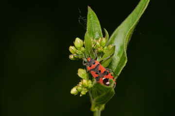 Lygaeus equestris, common name black-and-red-bug, is a species of ground bugs, Danubian forest, Slovakia