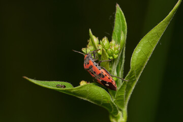 Lygaeus equestris, common name black-and-red-bug, is a species of ground bugs, Danubian forest, Slovakia