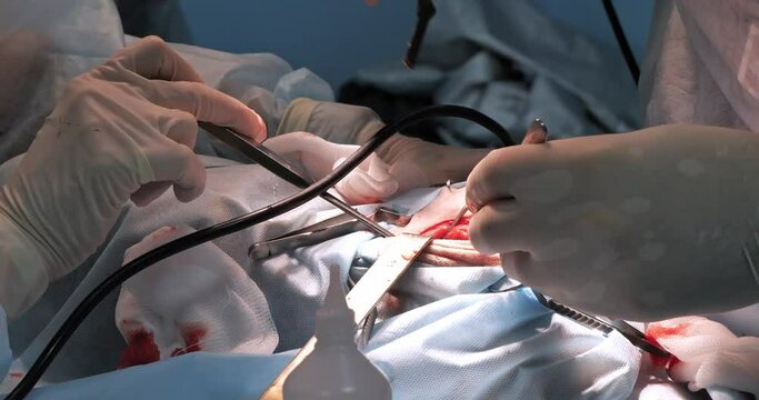 A team of veterinary surgeons performs surgery on the spine of a sick animal. The surgeon uses a saw to remove parts of the destroyed vertebra to free the spinal nerve. Spine surgery concept.