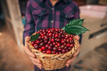 Cherry coffee beans in a basket