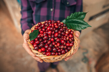 Cherry coffee beans in a basket