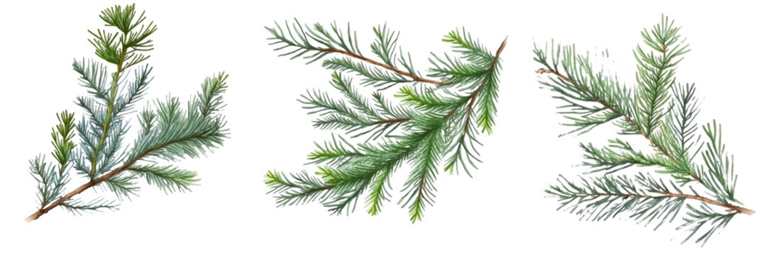 Watercolor Christmas evergreen twigs set presented on a clear background, depicting festive foliage in delicate, translucent hues.