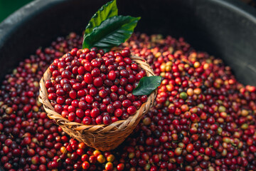 Cherry coffee beans in a bucket