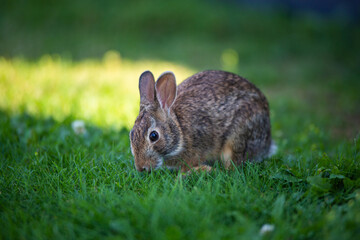 small rabbit eating grass, the symbol of easter celebrations 

