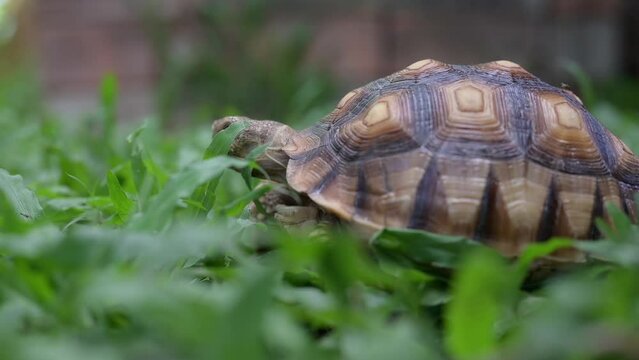 reptile baby turtle Sulcata tortoise walking on green grass  