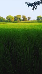 Peaceful Green Beauty: Serene Nature Views for Your Collection