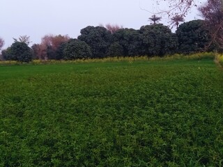 Peaceful Green Beauty: Serene Nature Views for Your Collection