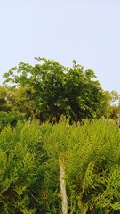 Peaceful Green Beauty: Serene Nature Views for Your Collection