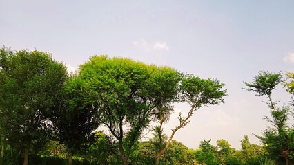 Peaceful Green Beauty: Serene Nature Views for Your Collection