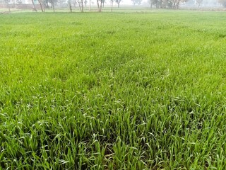 Peaceful Green Beauty: Serene Nature Views for Your Collection