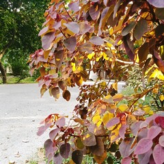 Peaceful Green Beauty: Serene Nature Views for Your Collection